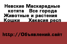 Невские Маскарадные котята - Все города Животные и растения » Кошки   . Хакасия респ.